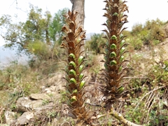 Acanthus carduaceus