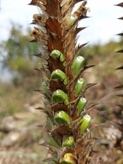 Acanthus carduaceus