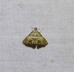 Paracymoriza eromenalis