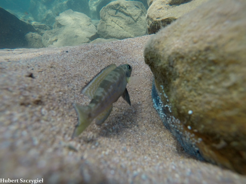 Lepidiolamprologus attenuatus photo