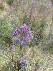 Chromolaena pulchella