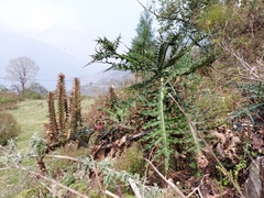Acanthus carduaceus