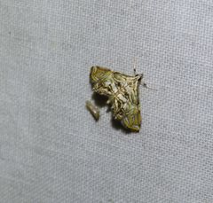 Paracymoriza eromenalis