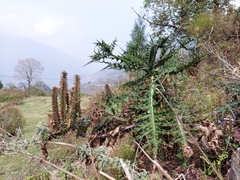 Acanthus carduaceus