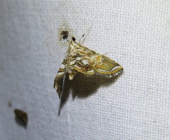 Paracymoriza eromenalis