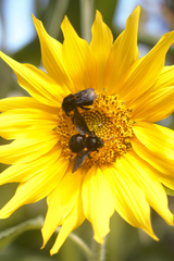 Bombus pauloensis