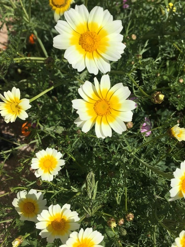 Township Daisy
