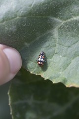 Eriopis connexa