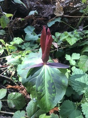 Trillium kurabayashii