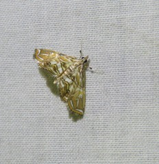 Paracymoriza eromenalis