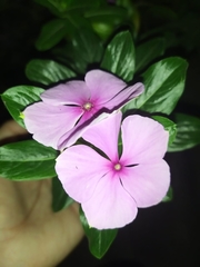 Catharanthus roseus