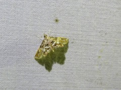 Paracymoriza eromenalis