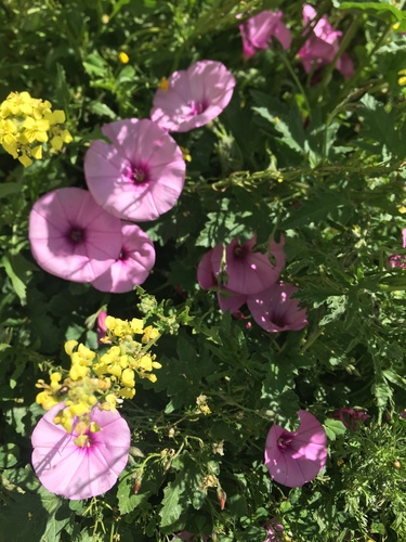 Mallow Bindweed