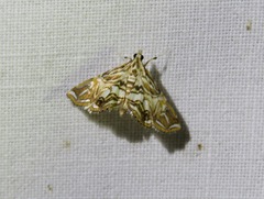 Paracymoriza eromenalis