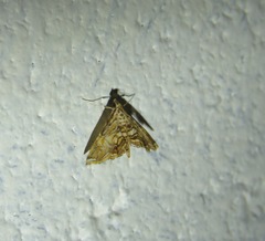 Paracymoriza eromenalis