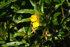 Ludwigia elegans