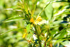 Ludwigia elegans