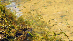 Cnesterodon decemmaculatus