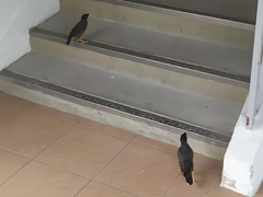 Acridotheres javanicus