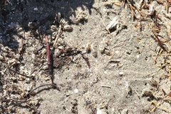 Alloniscus perconvexus