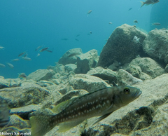 Elongate Lamprologus Cichlid photo 3