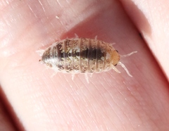 Alloniscus perconvexus