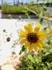 Helianthus debilis cucumerifolius