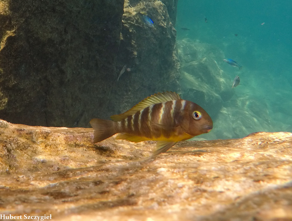 Blue-Eyed Tropheus