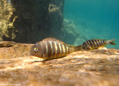 Blue-Eyed Tropheus photo 3