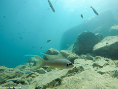 Fairy Cichlid photo 1
