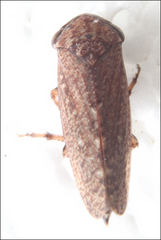 Putoniessa