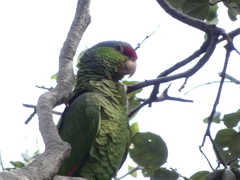 Amazona finschi × viridigenalis