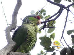 Amazona finschi × viridigenalis