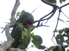Amazona finschi × viridigenalis