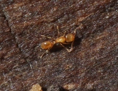Solenopsis molesta
