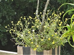 Senecio polyanthemoides