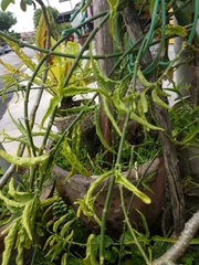 Clinacanthus nutans