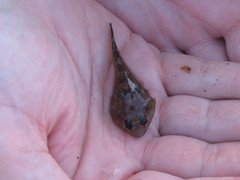 Diplocrepis puniceus