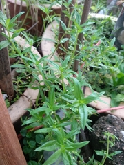 Scleromitrion diffusum