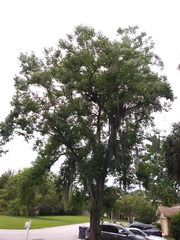 Triadica sebifera image