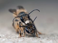 Osmia cornifrons