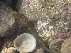 Ruanoho decemdigitatus