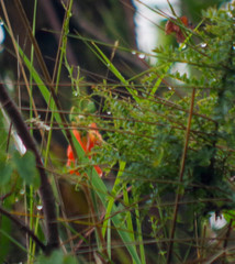 Stenomesson aurantiacum