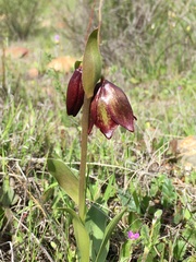 Fritillaria biflora biflora