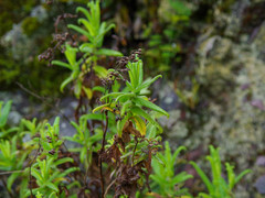 Calceolaria crenata