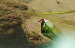 Oxyagrion rubidum