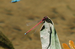Oxyagrion rubidum