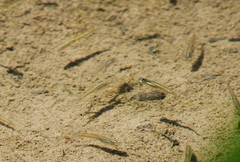 Cnesterodon decemmaculatus