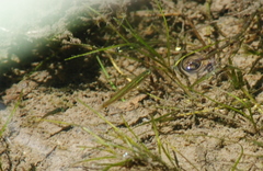 Cnesterodon decemmaculatus
