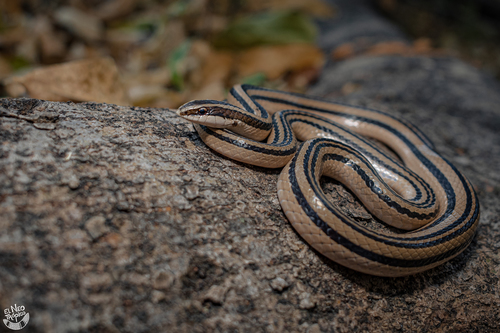 Striped Road Guarder